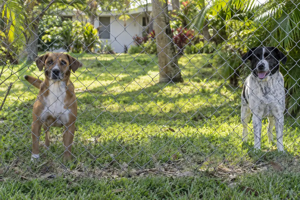 Two dogs in a yard behind chain-link fencing